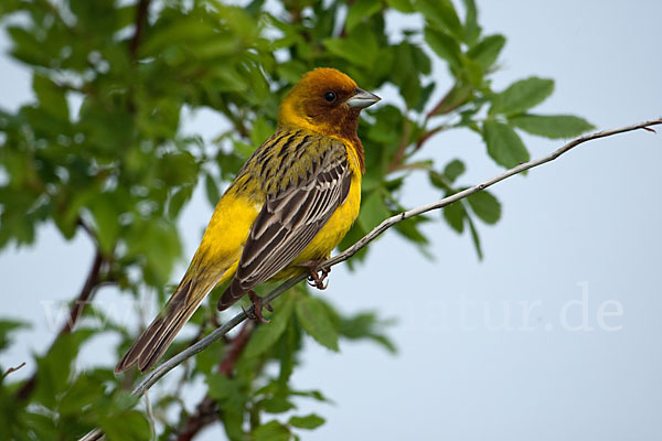 Braunkopfammer (Emberiza bruniceps)