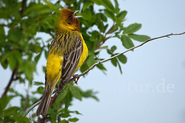 Braunkopfammer (Emberiza bruniceps)