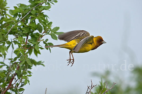 Braunkopfammer (Emberiza bruniceps)