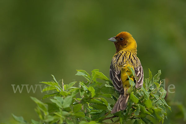 Braunkopfammer (Emberiza bruniceps)