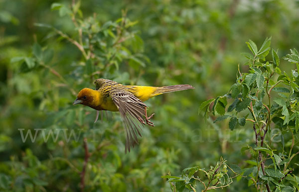 Braunkopfammer (Emberiza bruniceps)