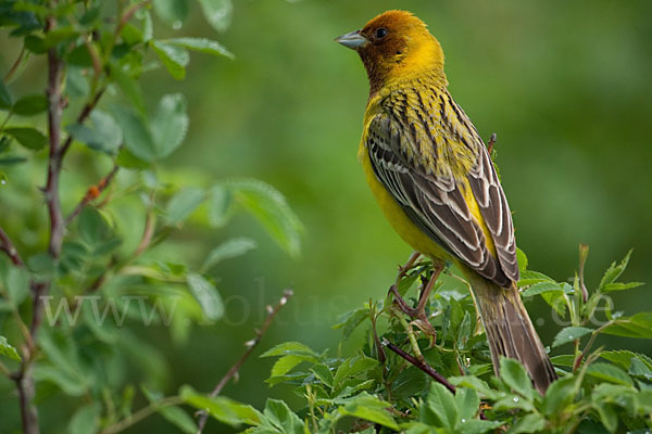 Braunkopfammer (Emberiza bruniceps)