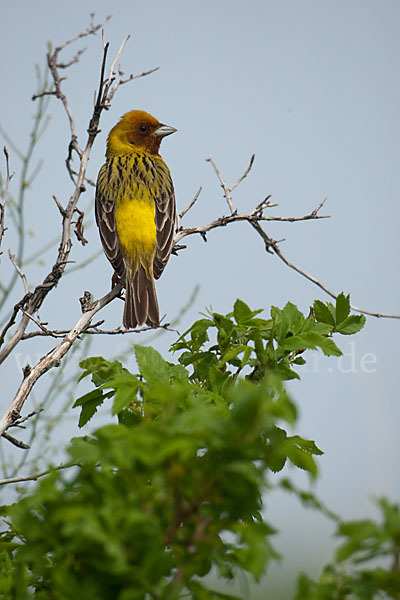 Braunkopfammer (Emberiza bruniceps)