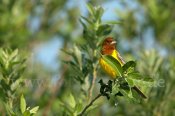 Braunkopfammer (Emberiza bruniceps)