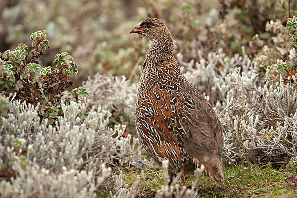 Braunnackenfrankolin (Pternistis castaneicollis)