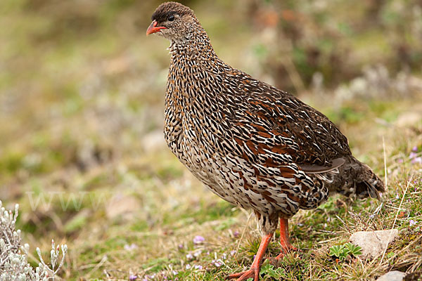 Braunnackenfrankolin (Pternistis castaneicollis)