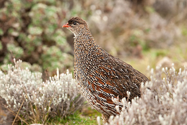 Braunnackenfrankolin (Pternistis castaneicollis)