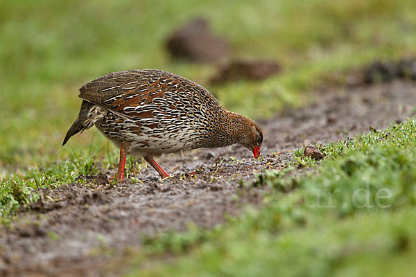 Braunnackenfrankolin (Pternistis castaneicollis)