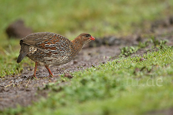 Braunnackenfrankolin (Pternistis castaneicollis)