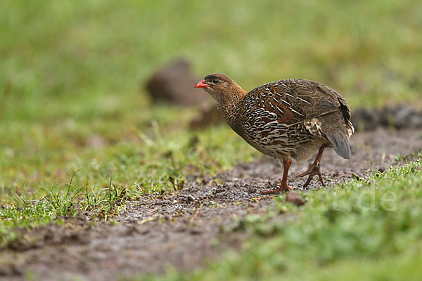 Braunnackenfrankolin (Pternistis castaneicollis)