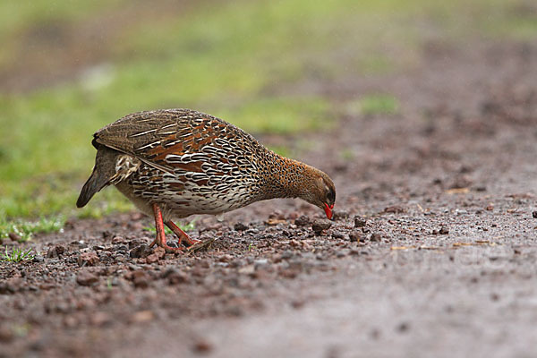 Braunnackenfrankolin (Pternistis castaneicollis)