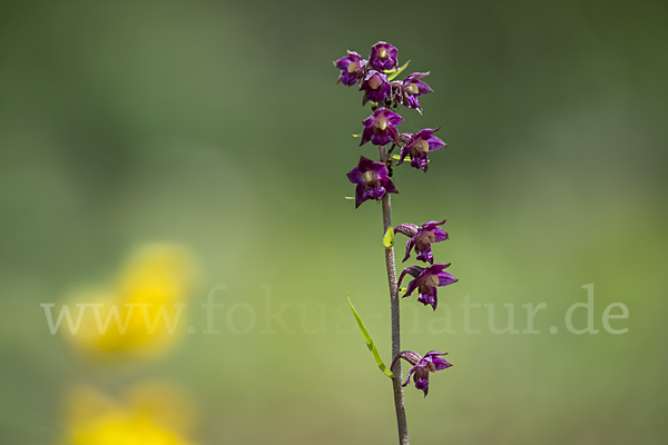 Braunrote Sitter (Epipactis atrorubens)