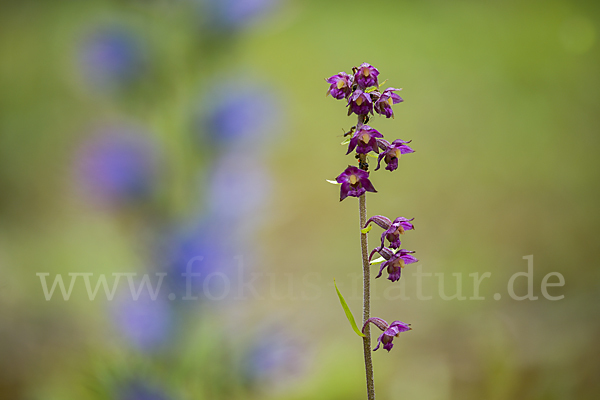 Braunrote Sitter (Epipactis atrorubens)