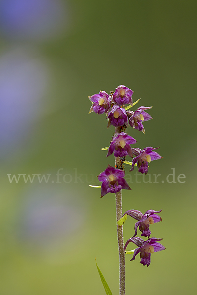 Braunrote Sitter (Epipactis atrorubens)