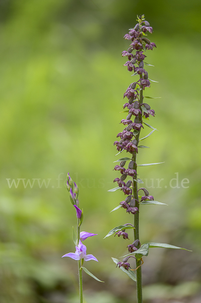 Braunrote Sitter (Epipactis atrorubens)