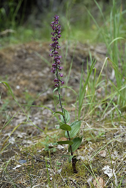 Braunrote Sitter (Epipactis atrorubens)