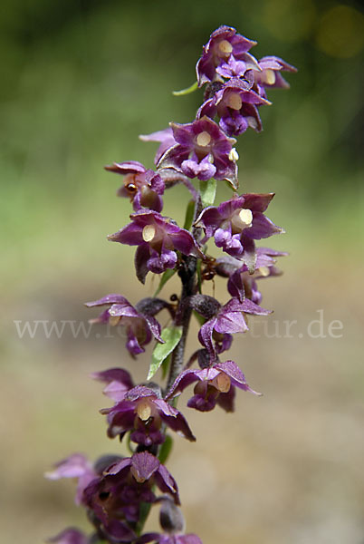 Braunrote Sitter (Epipactis atrorubens)