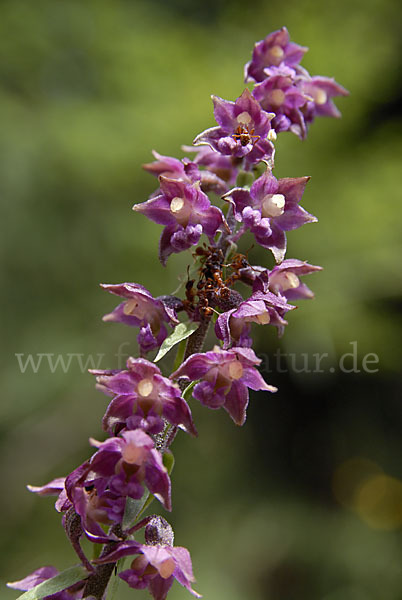 Braunrote Sitter (Epipactis atrorubens)