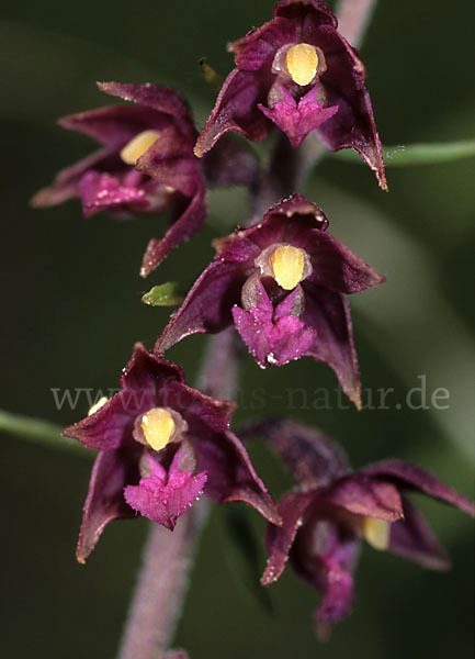 Braunrote Sitter (Epipactis atrorubens)