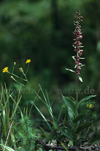 Braunrote Sitter (Epipactis atrorubens)