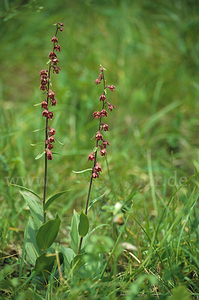 Braunrote Sitter (Epipactis atrorubens)