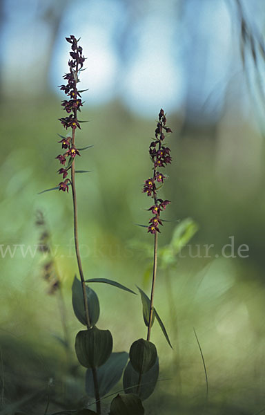 Braunrote Sitter (Epipactis atrorubens)