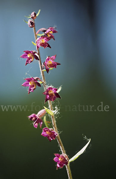 Braunrote Sitter (Epipactis atrorubens)