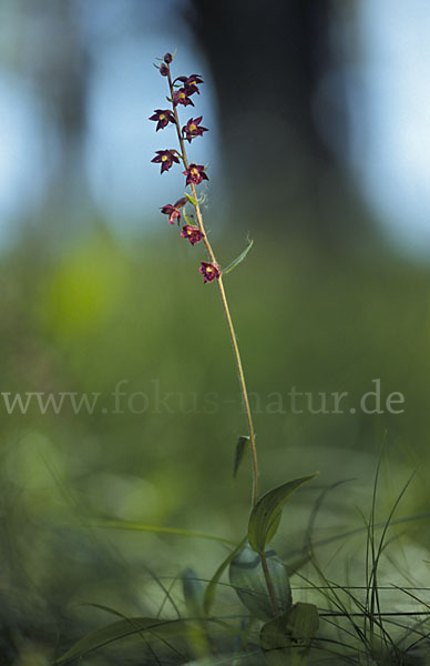 Braunrote Sitter (Epipactis atrorubens)