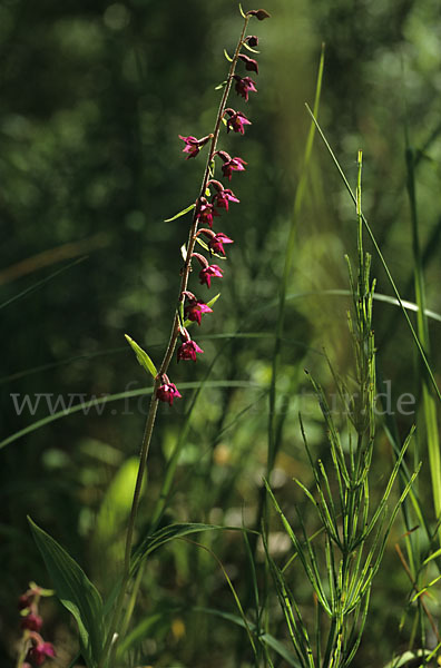 Braunrote Sitter (Epipactis atrorubens)