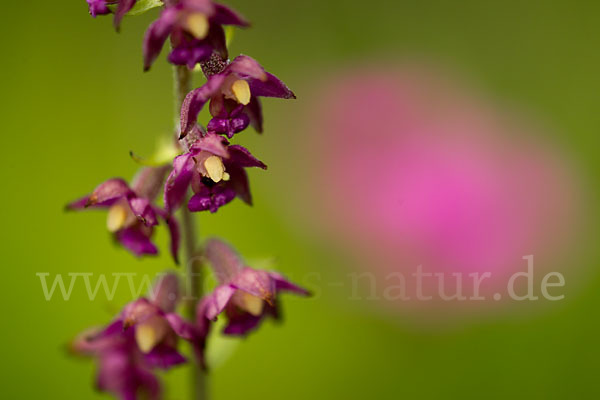 Braunrote Sitter (Epipactis atrorubens)