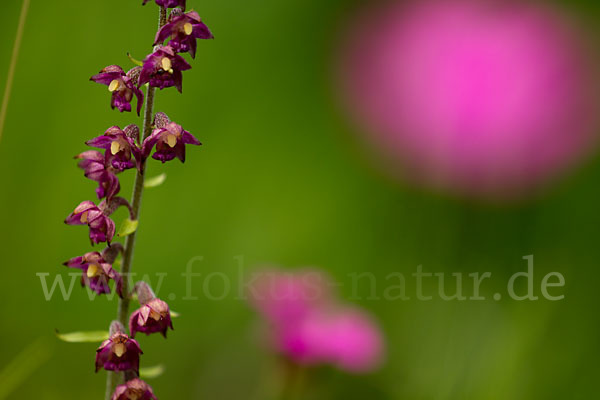 Braunrote Sitter (Epipactis atrorubens)