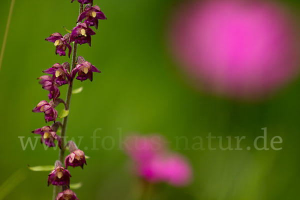 Braunrote Sitter (Epipactis atrorubens)