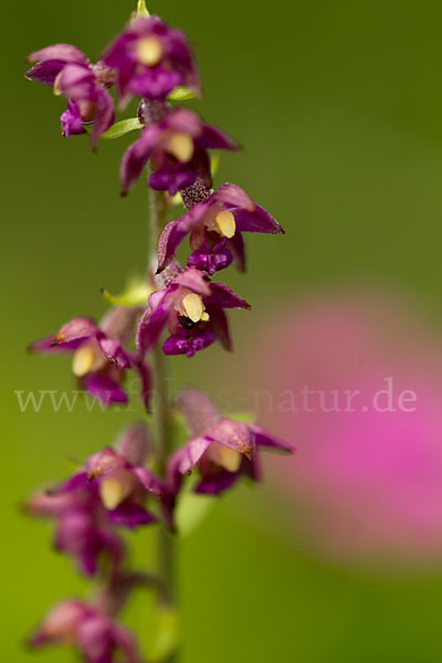 Braunrote Sitter (Epipactis atrorubens)