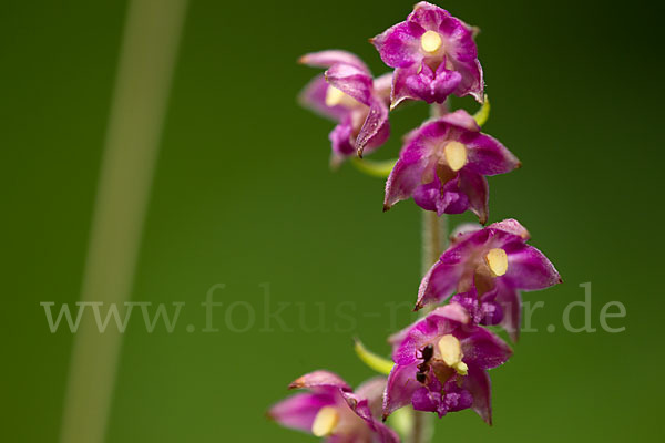 Braunrote Sitter (Epipactis atrorubens)