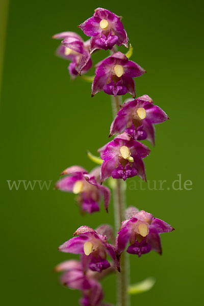 Braunrote Sitter (Epipactis atrorubens)