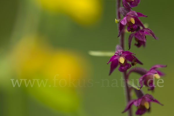 Braunrote Sitter (Epipactis atrorubens)