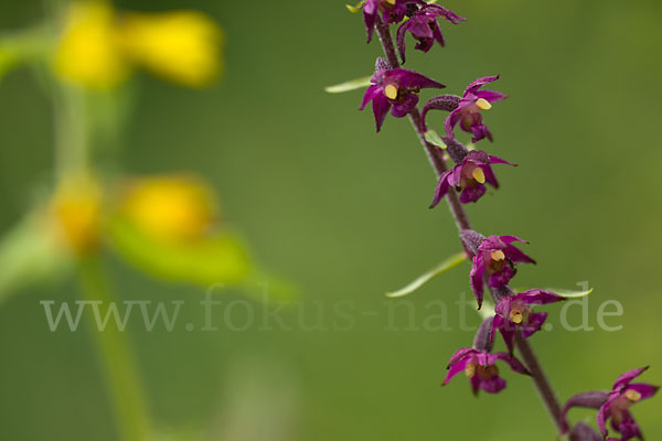 Braunrote Sitter (Epipactis atrorubens)