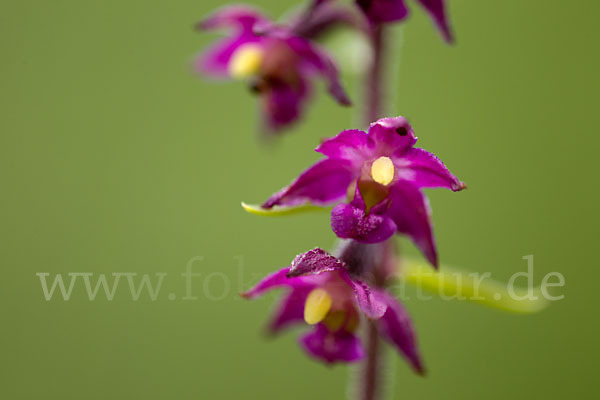 Braunrote Sitter (Epipactis atrorubens)