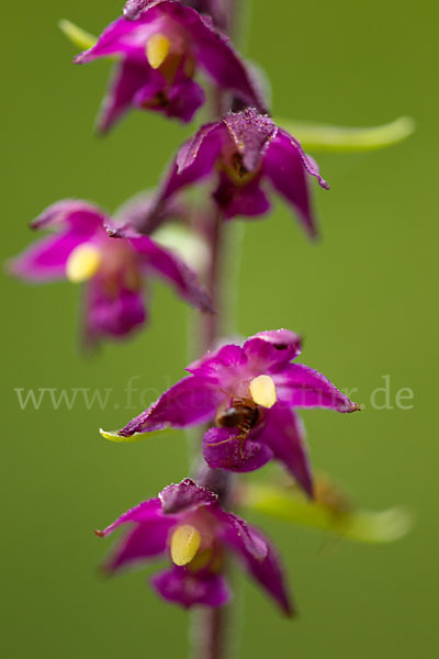 Braunrote Sitter (Epipactis atrorubens)