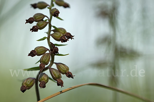 Braunrote Sitter (Epipactis atrorubens)