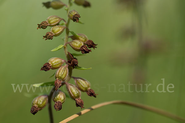 Braunrote Sitter (Epipactis atrorubens)