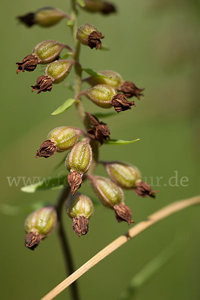 Braunrote Sitter (Epipactis atrorubens)