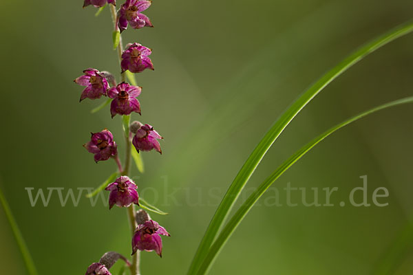 Braunrote Sitter (Epipactis atrorubens)