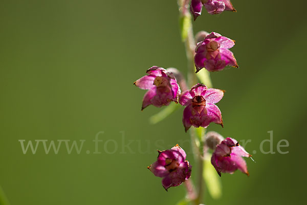 Braunrote Sitter (Epipactis atrorubens)