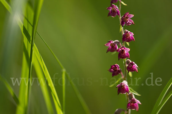 Braunrote Sitter (Epipactis atrorubens)