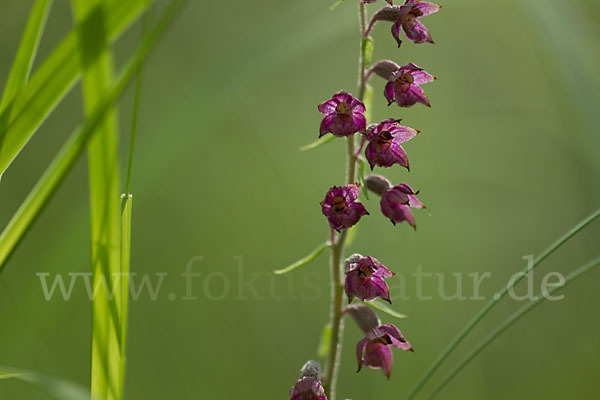 Braunrote Sitter (Epipactis atrorubens)