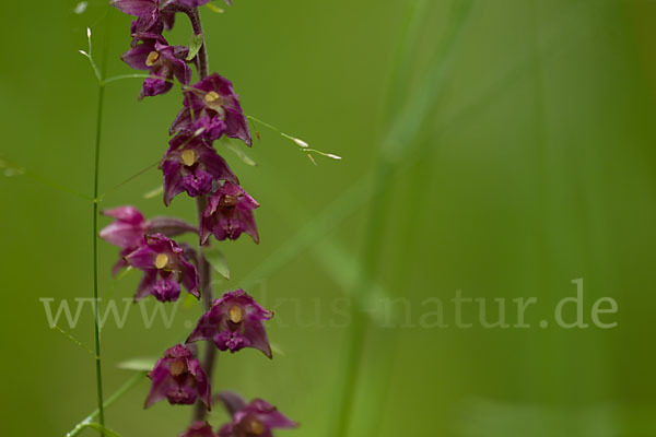 Braunrote Sitter (Epipactis atrorubens)