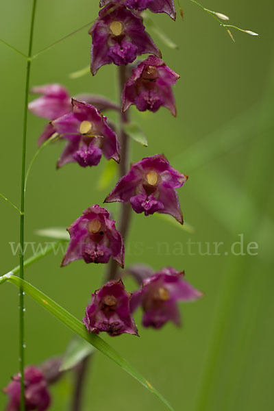 Braunrote Sitter (Epipactis atrorubens)