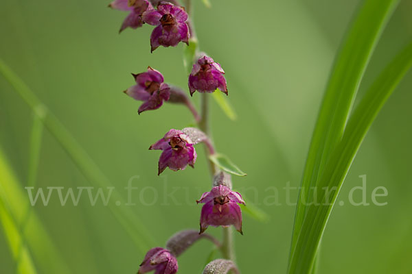 Braunrote Sitter (Epipactis atrorubens)