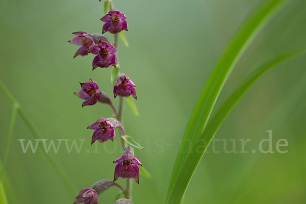 Braunrote Sitter (Epipactis atrorubens)